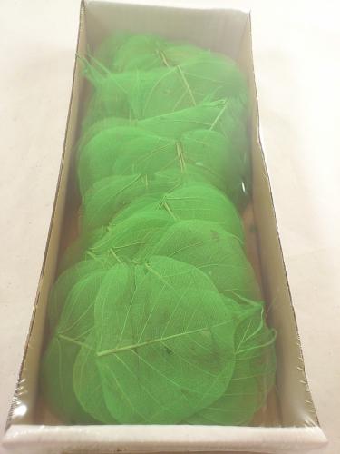 Skeleton leaves 200 p. lime
