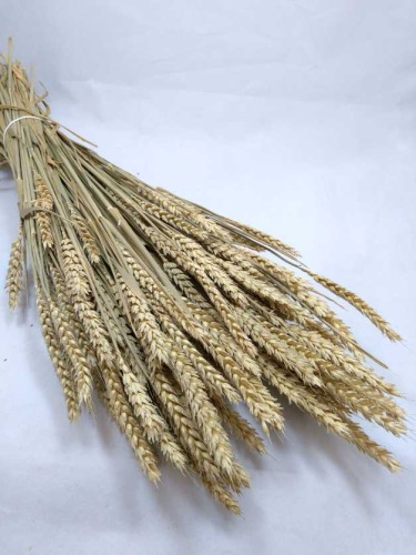 Triticum natur