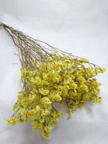 Limonium jaune