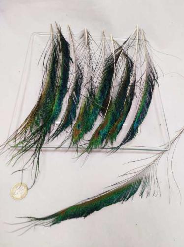 Feathers peacock (sword feathers) 25-35 cm 12 p.