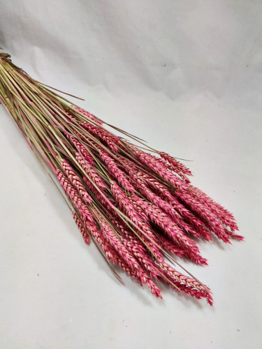 Triticum Rose