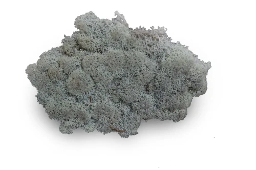 Rendiermos premium ca. 50 gr. grijs