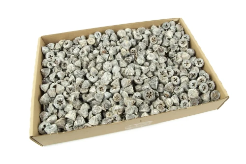 Eucalyptus Clocks White-Wash 1 kg.