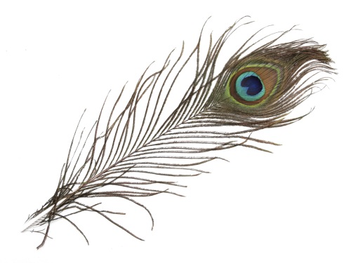 Feathers peacock 25 cm 10 p.