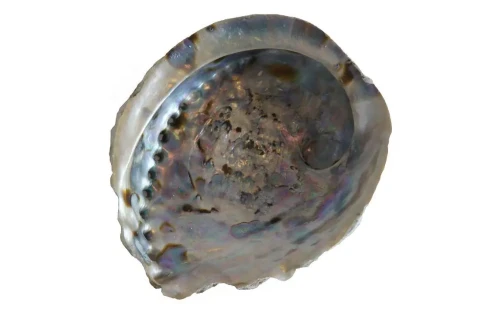 Abalone 12-14 cm