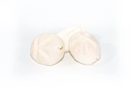 Zee egels Dapaw Dapaw 9 st.