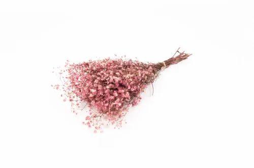 Gypsophila rosa/berry