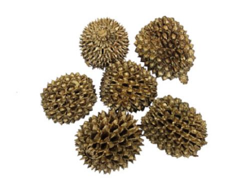 Casuarina big 3-5 cm 200 gr. gold ca 20 p.