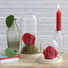 Cloche en verre avec socle en bois H 20 cm Ø 10 cm