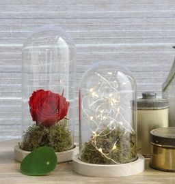 Cloche en verre avec socle en bois H 20 cm Ø 10 cm