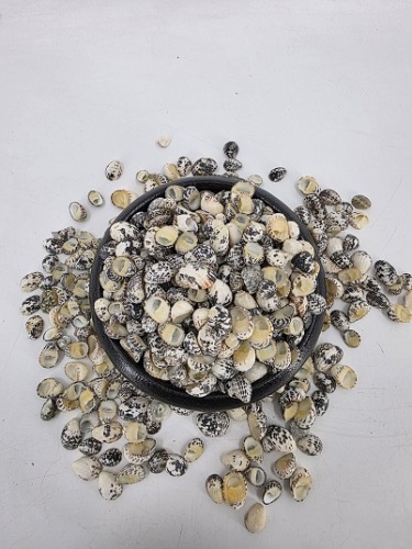 Nerita Polita Large 1 kg.