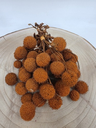 Plataanvrucht Bussel Oranje