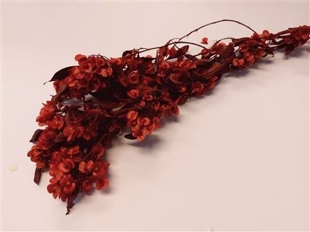 Ruberia Rood 60 gr.