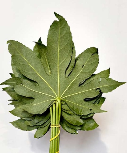 Aralia-blad-25-30-cm-bladgroen-bloemschikken-dentergem