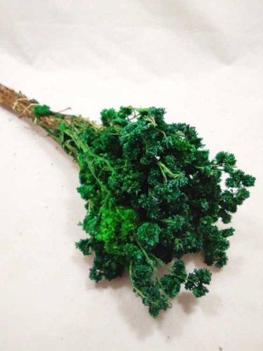 Arnica green