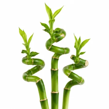 ucky bamboo Dracaena sanderiana vers bos 3 stengels 50 cm gedraaide top geluksbamboe levende plant voor in water - Dentergem