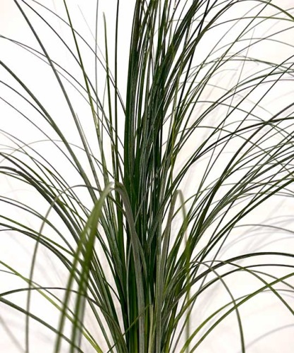 Berengras-beargrass-bladgroen-voor-bloemschikmateriaal-dentergem