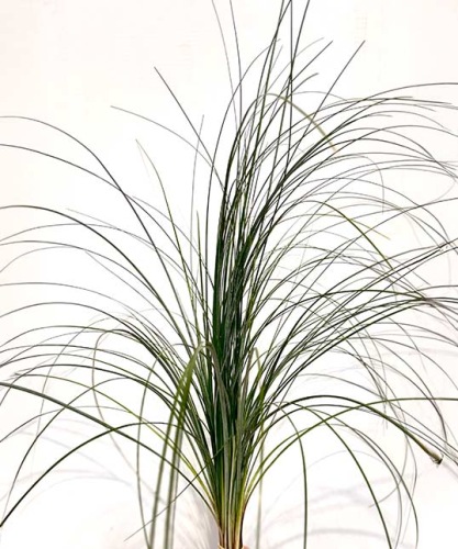 Berengras-beargrass-bladgroen-voor-bloemschikmateriaal-dentergem