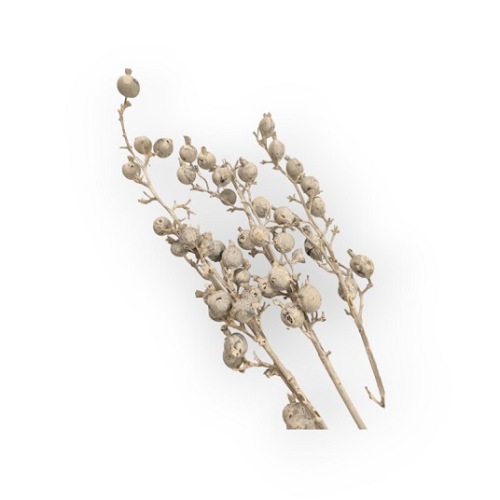 Black Berry Wit 3 takken