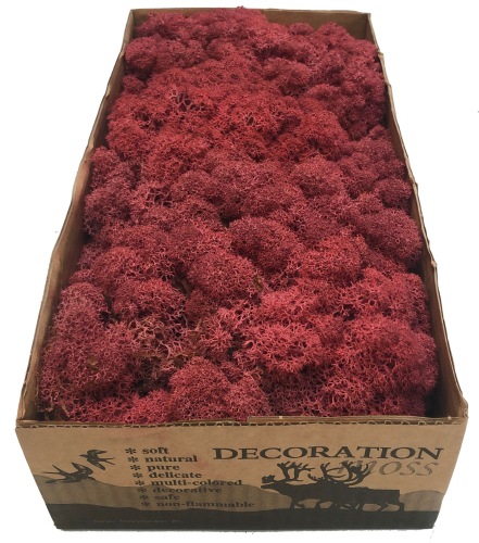 Reindeer moss premium ca. 500 gr. bordeaux