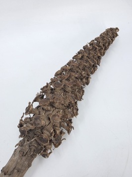Cacho Beltrao 40-60 cm