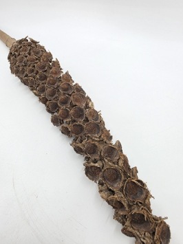 Cacho Beltrao 40-60 cm