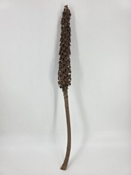 Cacho Beltrao 40-60 cm