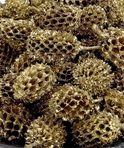 Casuarina 100 gr. Gold