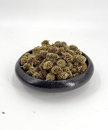 Casuarina 100 gr. Gold
