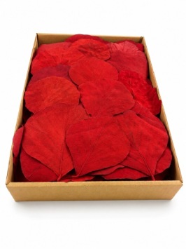 Cobrablad rood 100 st.