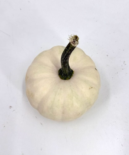 Cucurbita-casperita-top