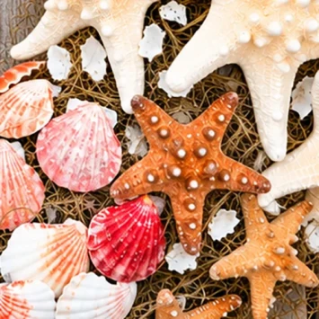 DIY-krans schelpen zeesterren zeegras 50 cm - Dentergem - bloemschikmateriaal
