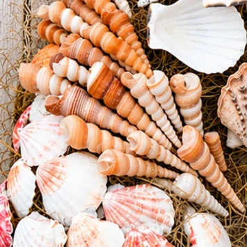 DIY-krans schelpen zeesterren zeegras 50 cm - Dentergem - bloemschikmateriaal