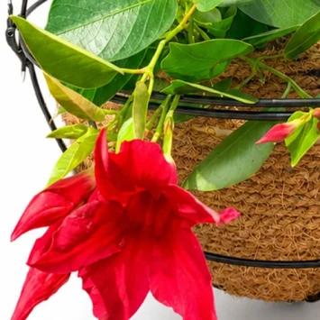 DIY Luxe Plantenbol 30 cm hangend met planten - Dentergem - bloemschikmateriaal