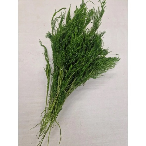 Erica mos geconserveerd groen