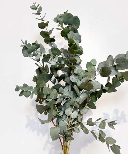 Eucalyptus-cinerea-200-gr-bloemschikken-dentergem