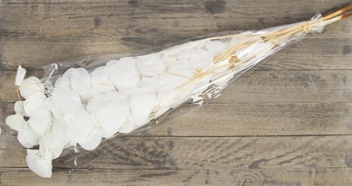 Eucalyptus Populus Gepreserveerd Gebleekt 100 gr.