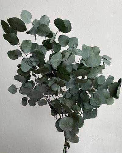 Eucalyptus Populus green