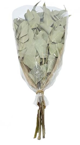 Eucalyptus Tereticornis natural