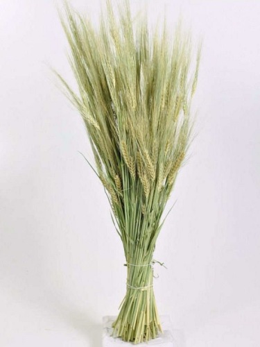 Gerst naturel (barley)