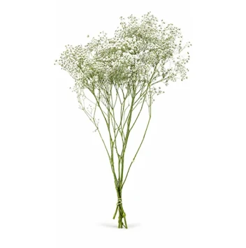 Gipskruid wit vers 5 takken Gypsophila bruidsbloem voor boeket en droogbloem - Dentergem - bloemschikmateriaal