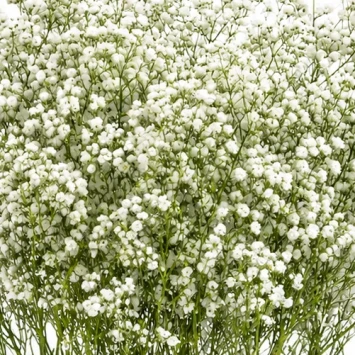 Gipskruid wit vers 5 takken Gypsophila bruidsbloem voor boeket en droogbloem - Dentergem - bloemschikmateriaal