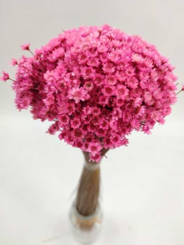 Glixia light pink