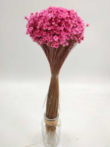 Glixia light pink