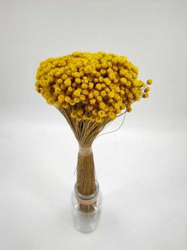 Happyflower jaune