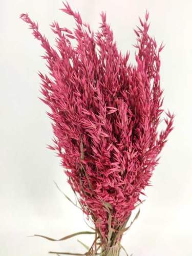 Oats pink (avena)