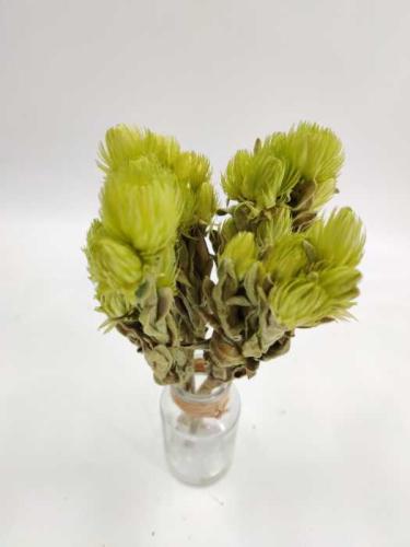 Helicrysum cape groen