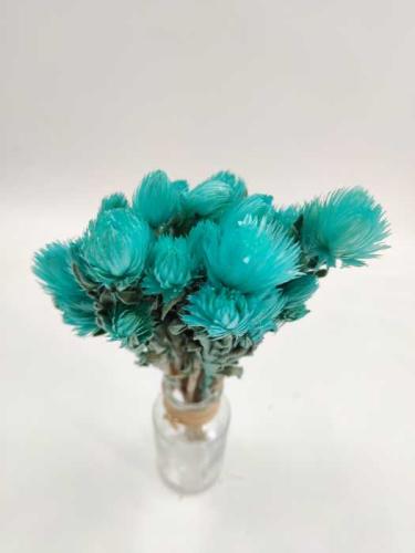 Helicrysum cape turquoise