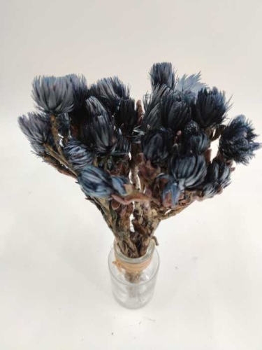 Helichrysum cape dark blue - Fleurs sèches