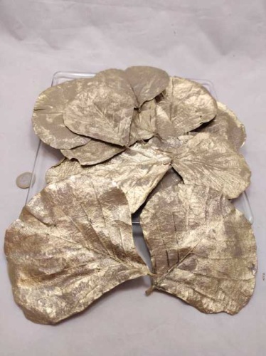 Feuilles de Cobra d'or 20 p.